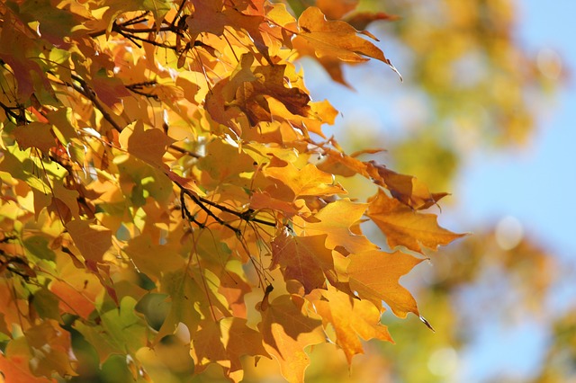 autumn-leaves-989986_640.jpg