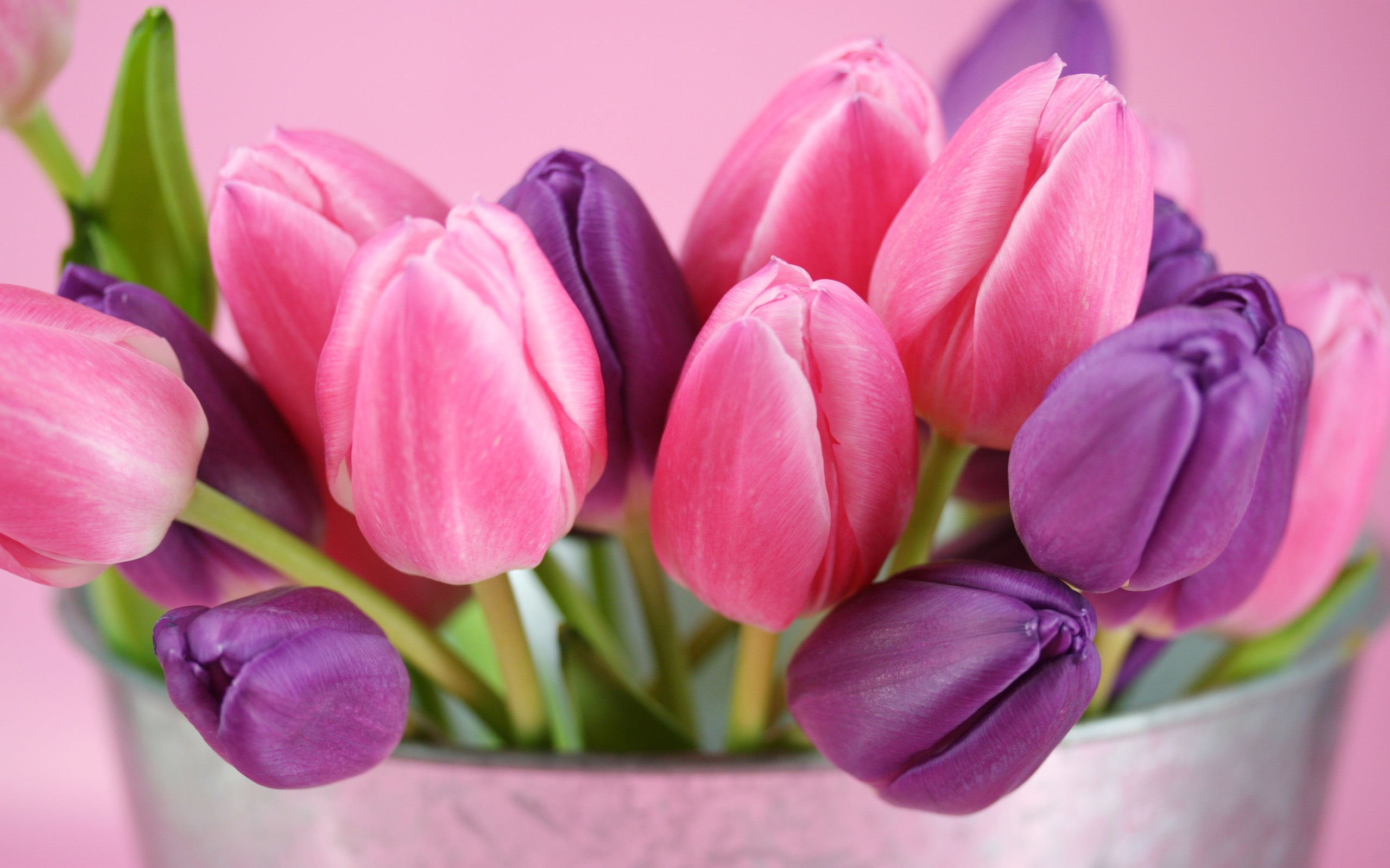 Pink-and-purple-tulips-flowers_2560x1600.jpg