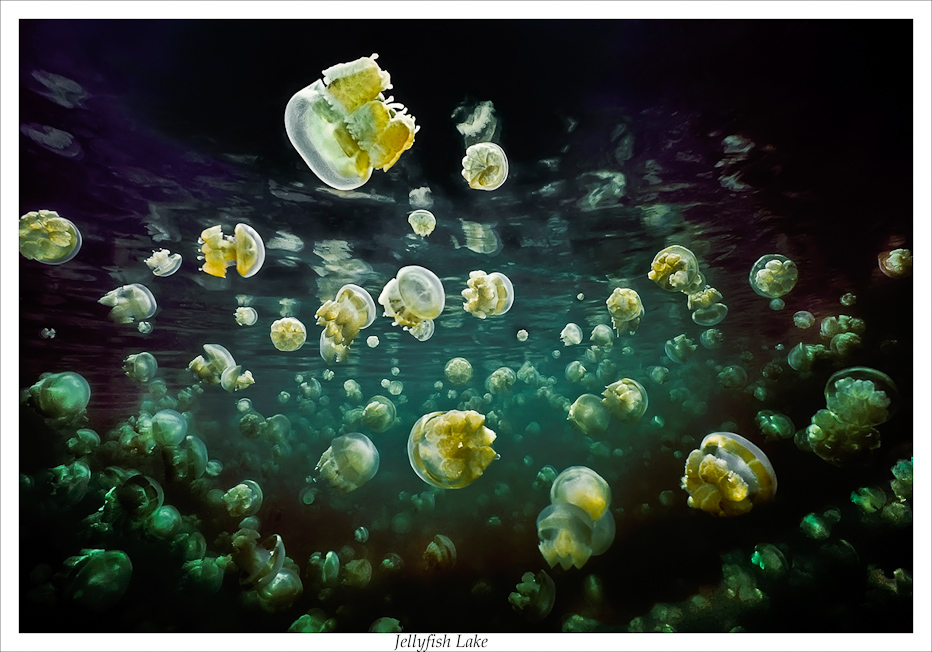 jellyfish-lake-3.jpg