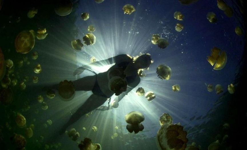 Strange-Palau-Jellyfish-Lake-dances-with-millions-of-jellyfish-06.jpg