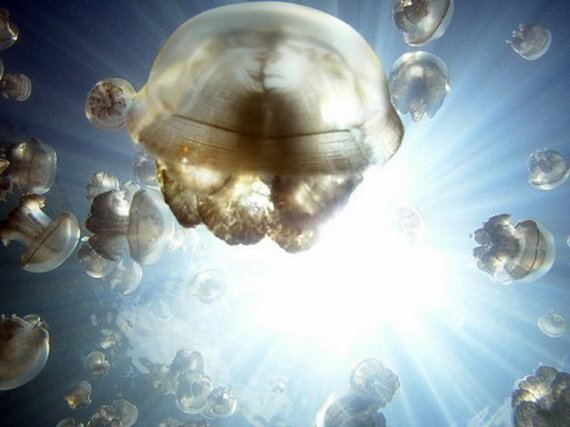 jellyfish-lake-1.jpg