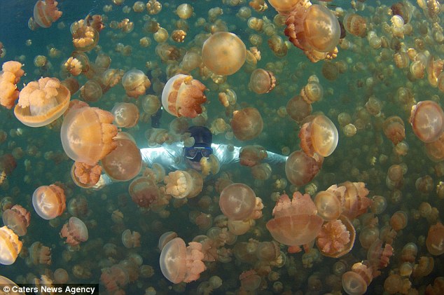 jellyfish-lake-2.jpg