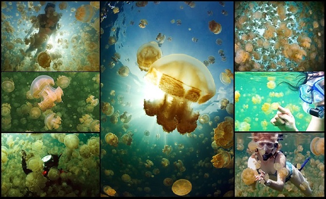 jellyfish-lake-5.jpg