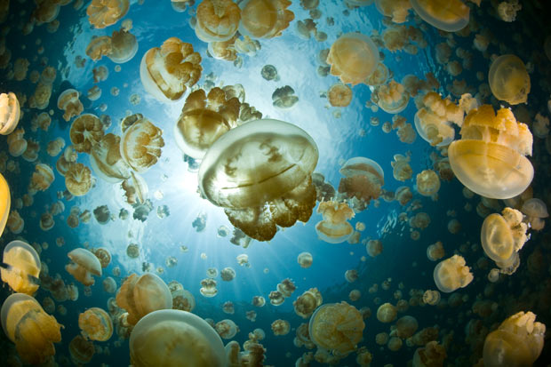 golden-jellyfish-palau.jpg